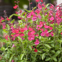 Salvia microphylla Cerro Potosi - Sauge arbustive Cerro Potosi - Sauges