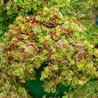 Sedum Coral Reef - Sedum tetractinum Coral Reef - Bakker