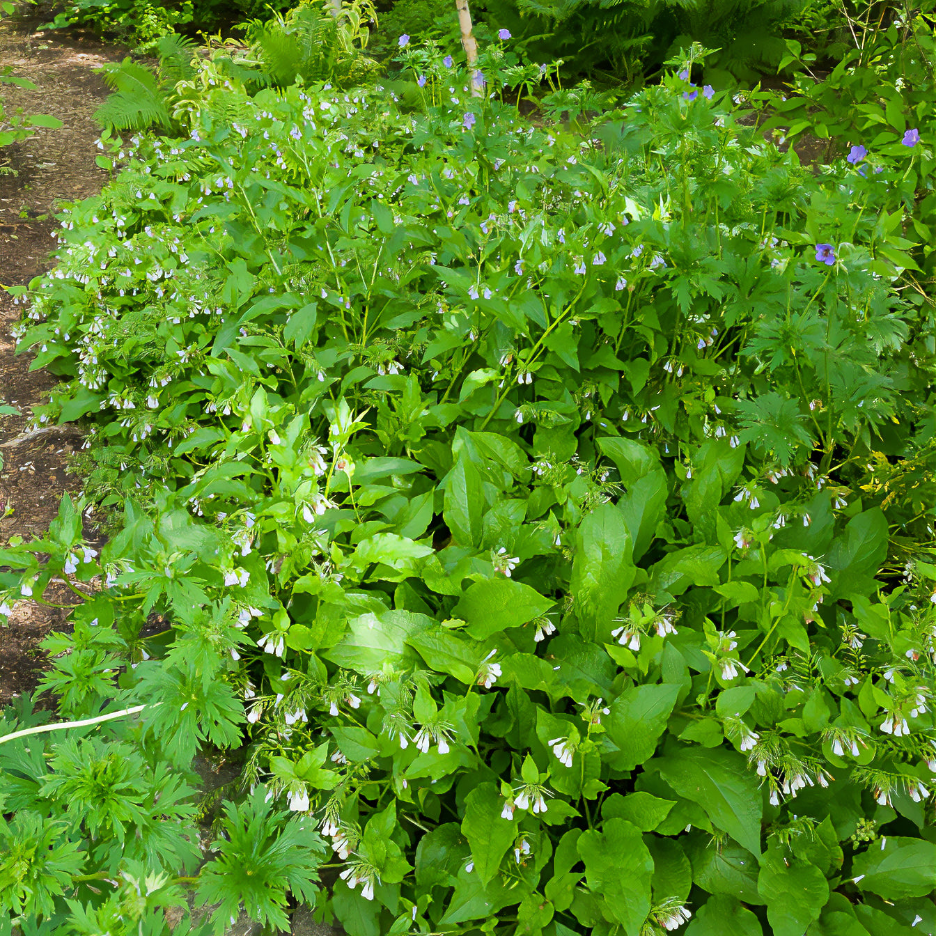 Symphytum officinale - Consoude officinale - Plantes sauvages jardin