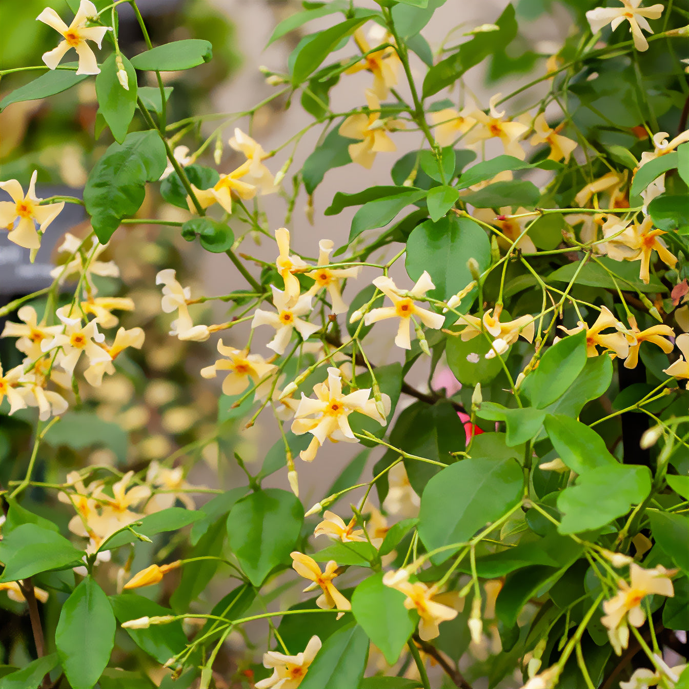 Jasmin étoilé jaune - Trachelospermum asiaticum - Bakker