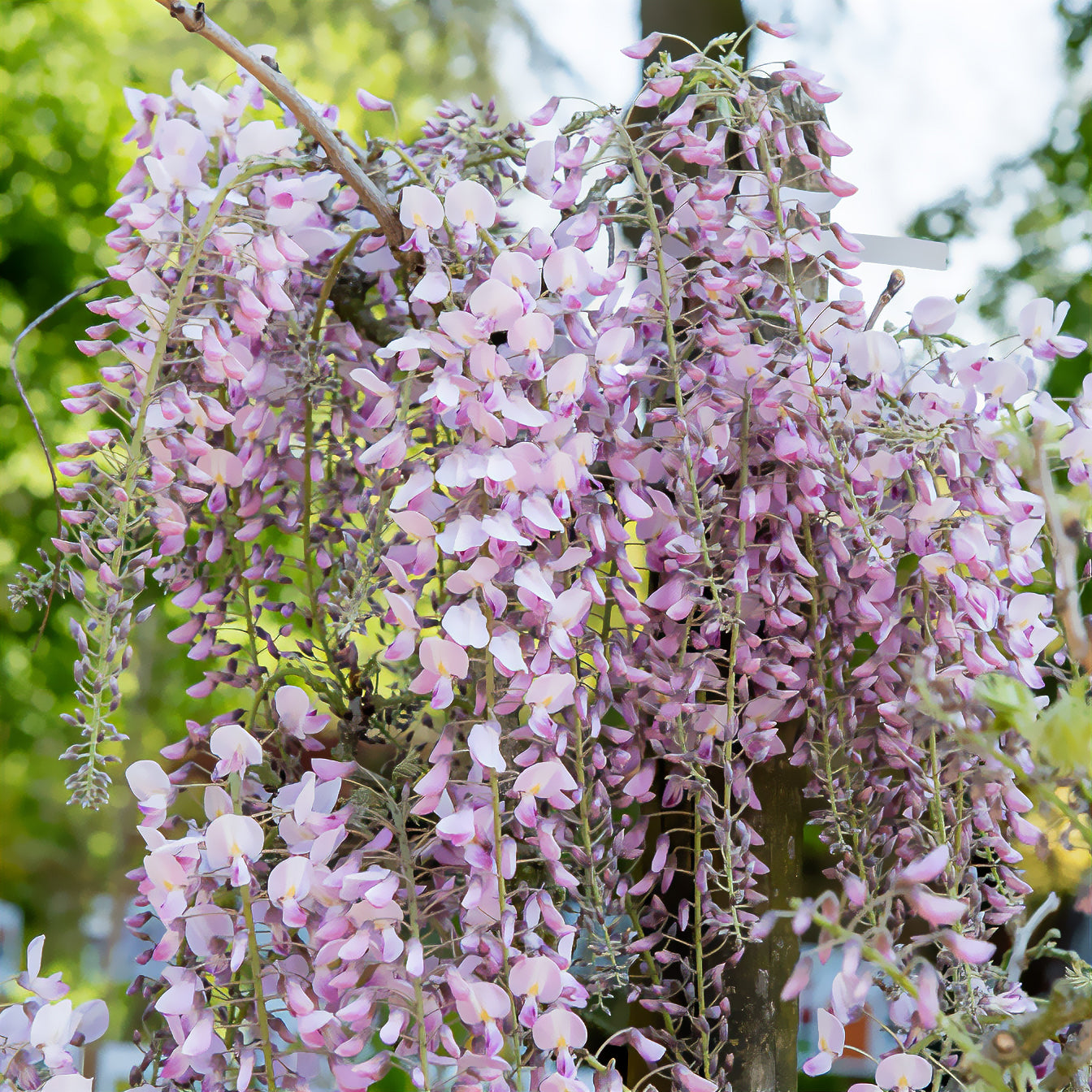 Glycine du Japon Honbeni - Bakker