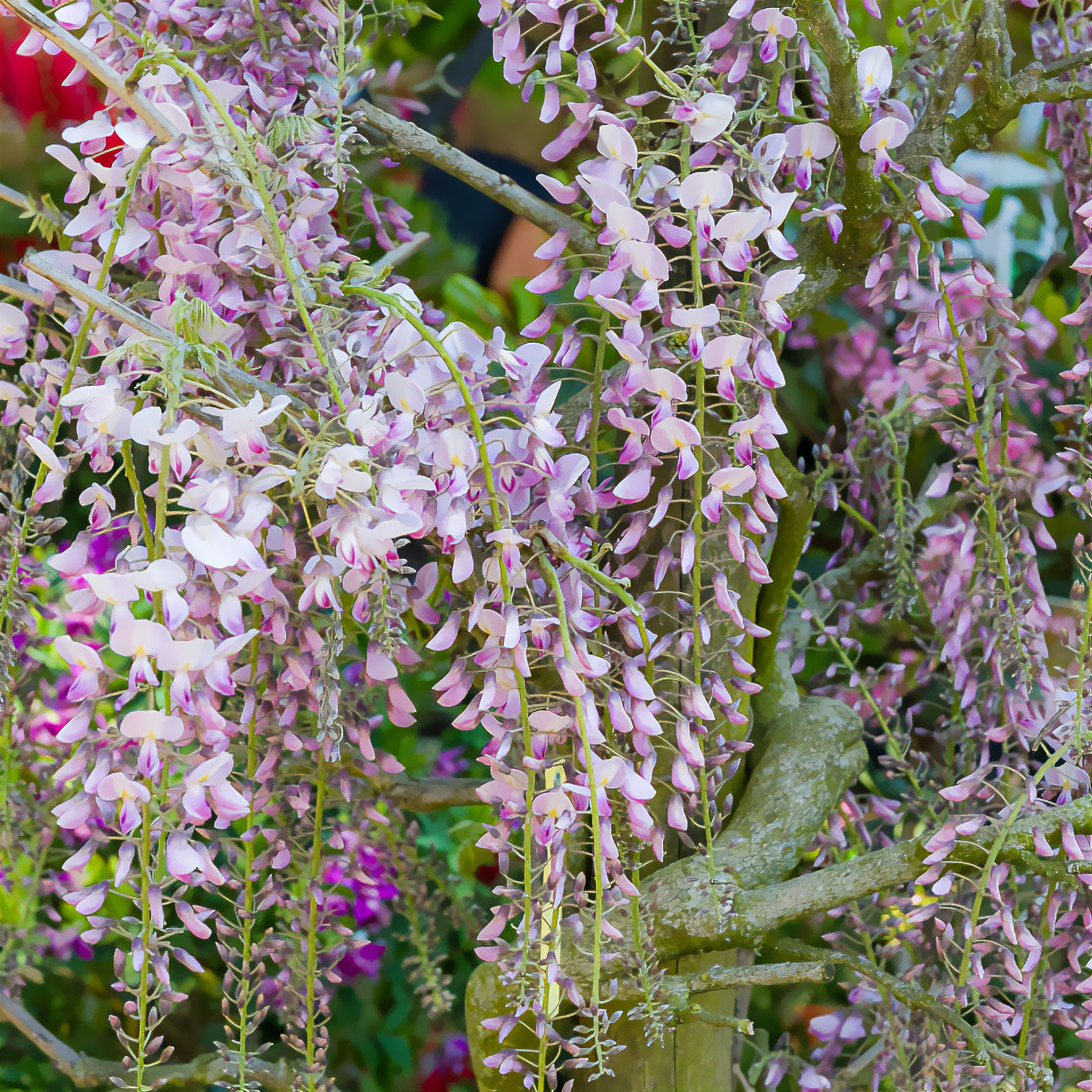 Vente Glycine du Japon Honbeni - Wisteria floribunda Pink ice