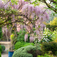 Glycine - Glycine du Japon Honbeni - Wisteria floribunda Pink ice