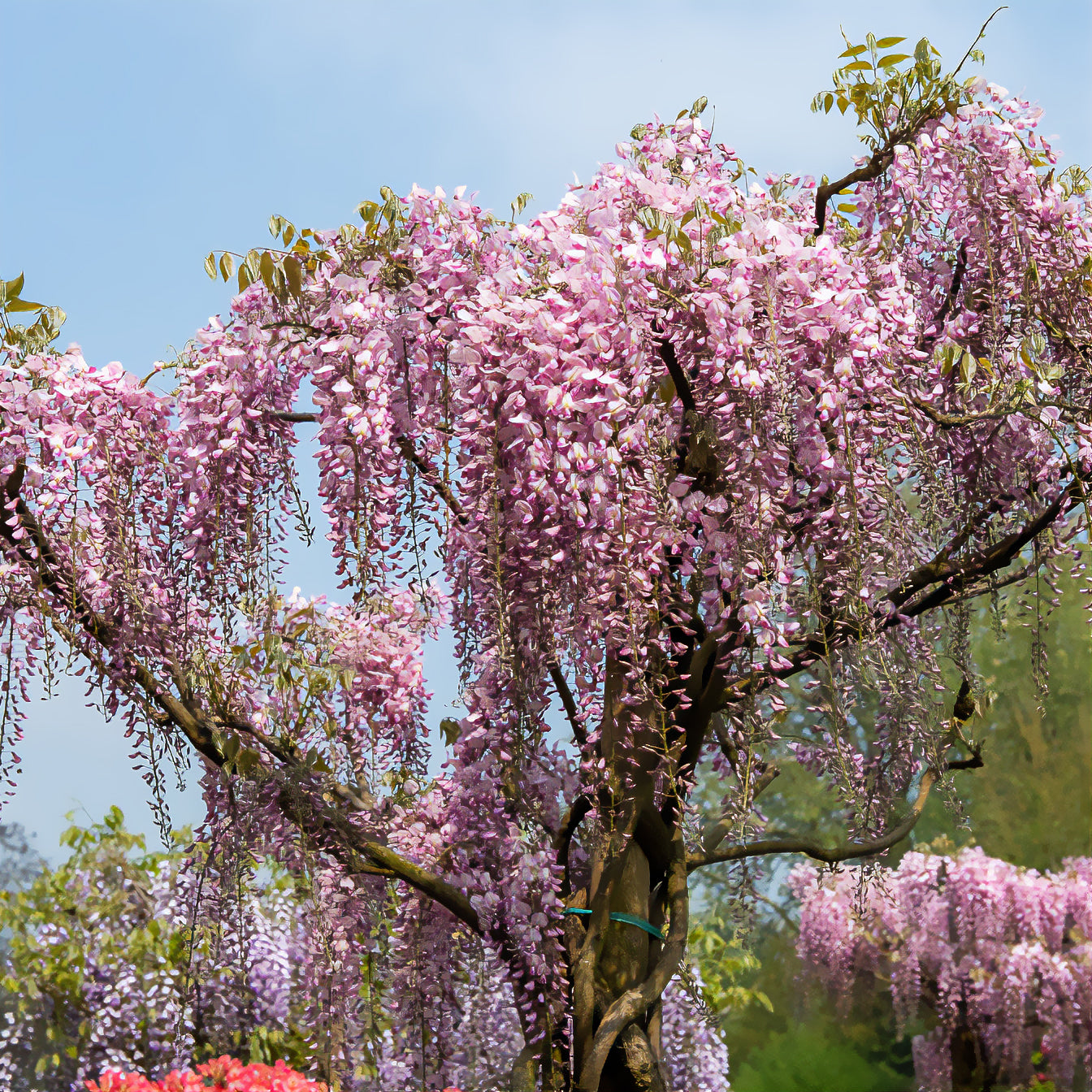 Wisteria floribunda Pink ice - Glycine du Japon Honbeni - Glycine