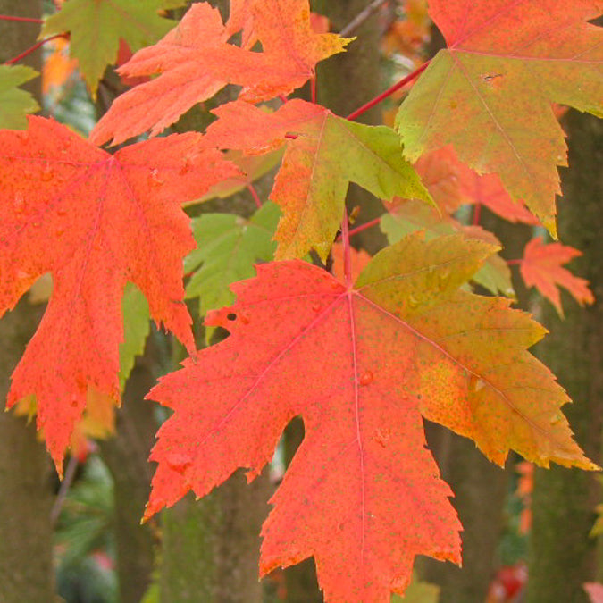 Acer freemanii Autumn Blaze - Erable de Freeman Autumn Blaze - Érable