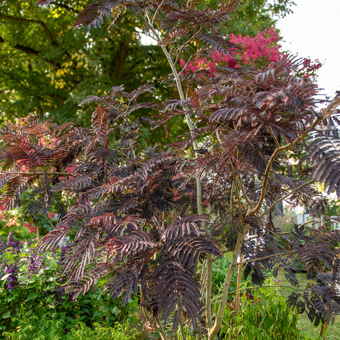 Arbres - Arbre à soie Summer Chocolate® - Albizia julibrissin Summer Chocolate®