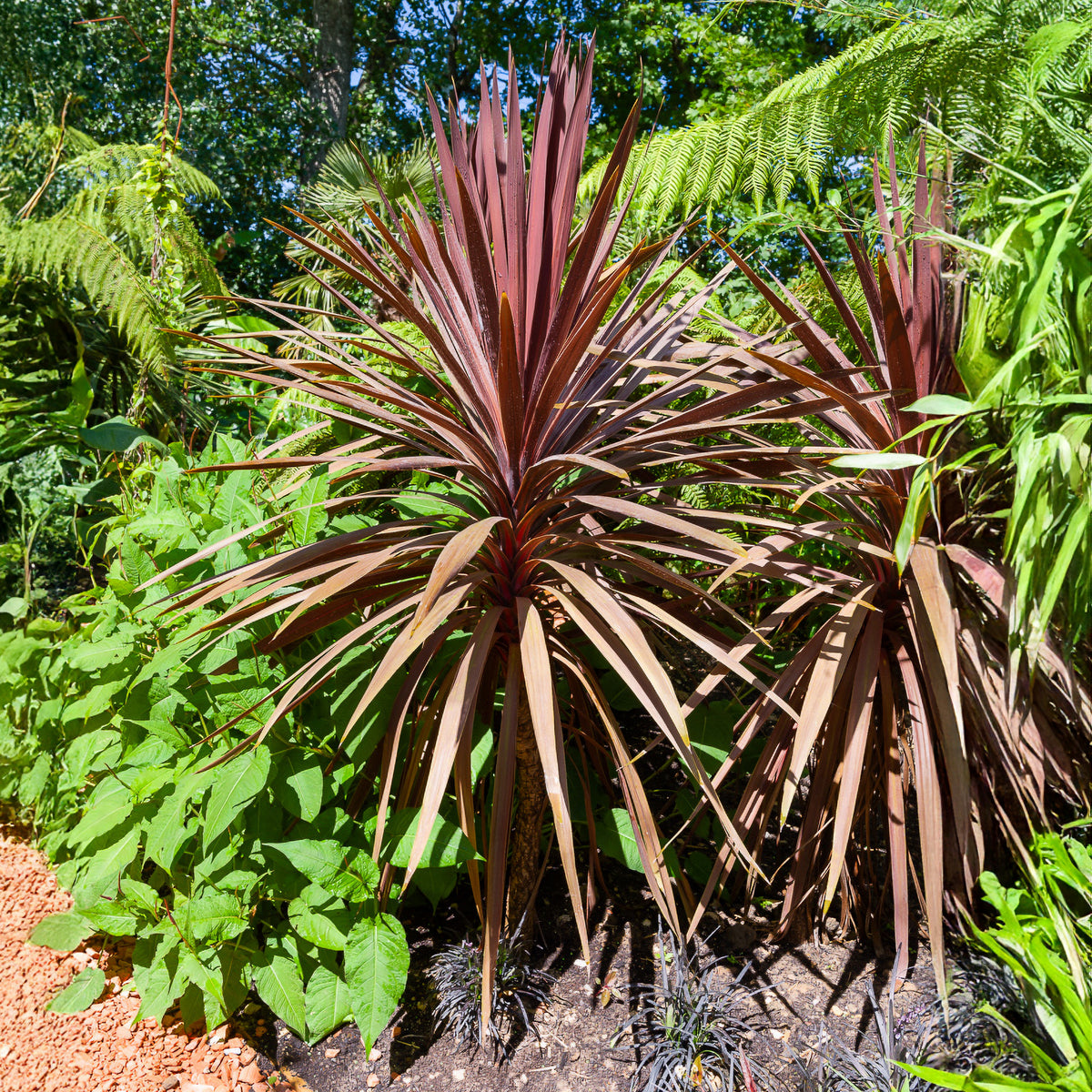 Cordyline australe Red Star - Cordyline australis Red Star - Bakker