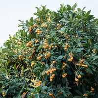 Eriobotrya japonica - Néflier du Japon - Mespilus - Néflier