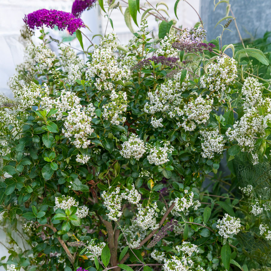 Escalonia Iveyi blanc - Bakker