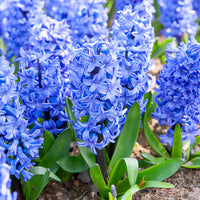 Jacinthe Blue Jacket - Bakker
