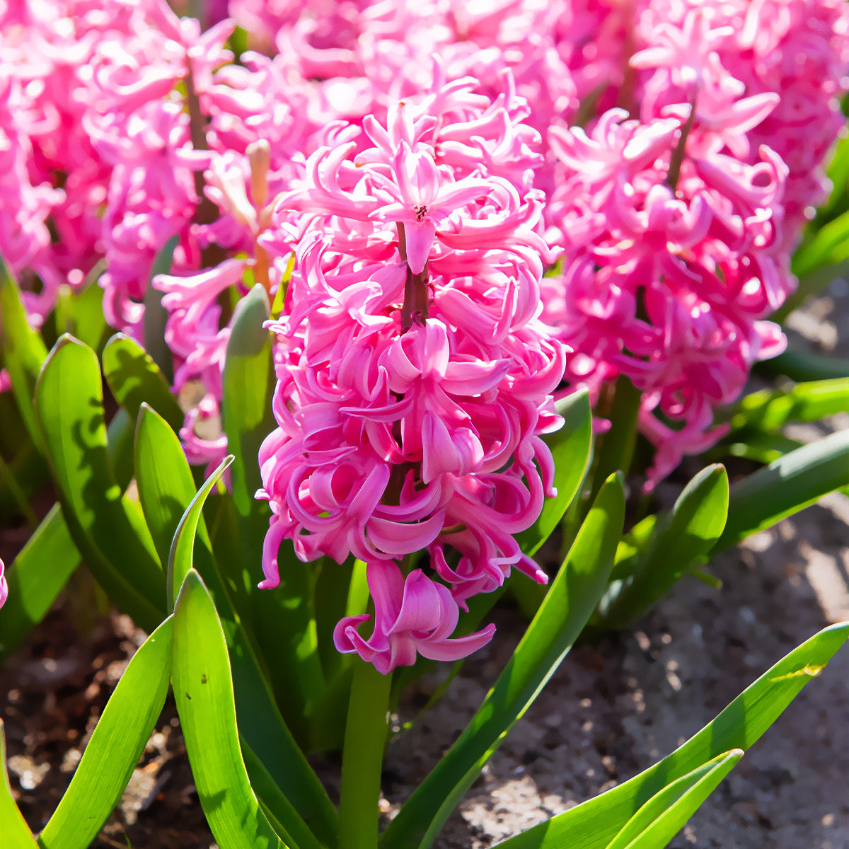 Jacinthe Pink Pearl - Hyacinthus orientalis Pink Pearl - Bakker