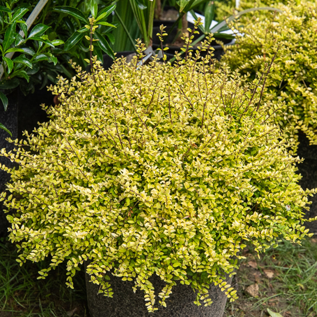 Lonicera nitida Baggesen's Gold - Chèvrefeuille à feuille de buis Baggesen's Gold - Arbustes pour haie basse