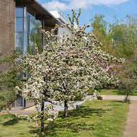 Pommier d'ornement Golden Hornet - Malus Golden Hornet - Bakker