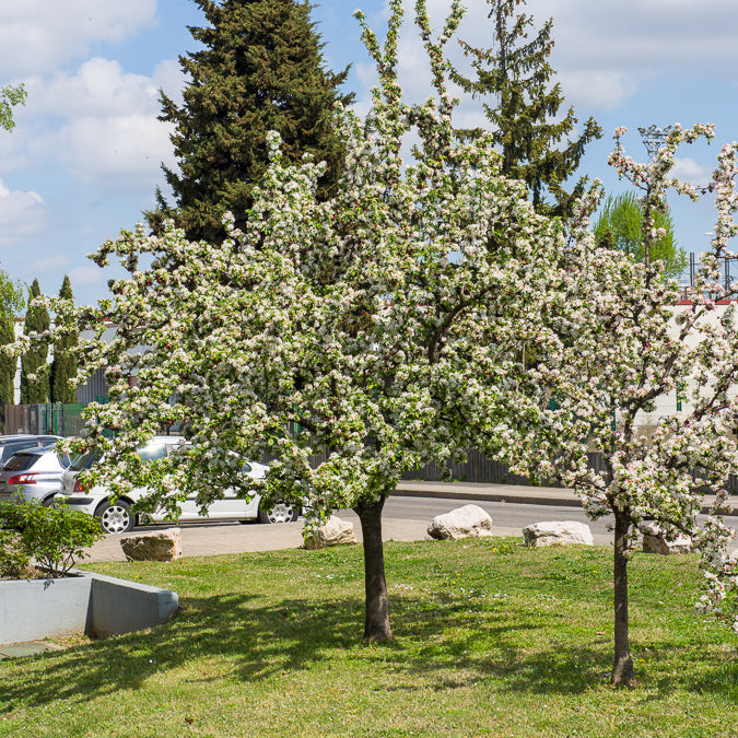 Pommier à fleurs - Pommier d'ornement Golden Hornet - Malus Golden Hornet