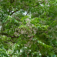 Melia azedarach - Margousier - Lilas de Perse - Arbres fleuris
