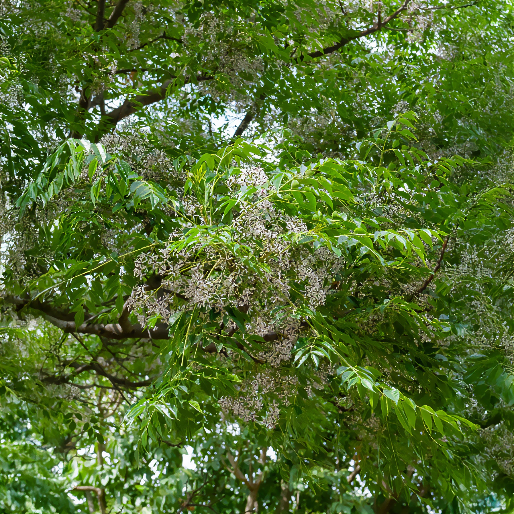 Melia azedarach - Margousier - Lilas de Perse - Arbres fleuris