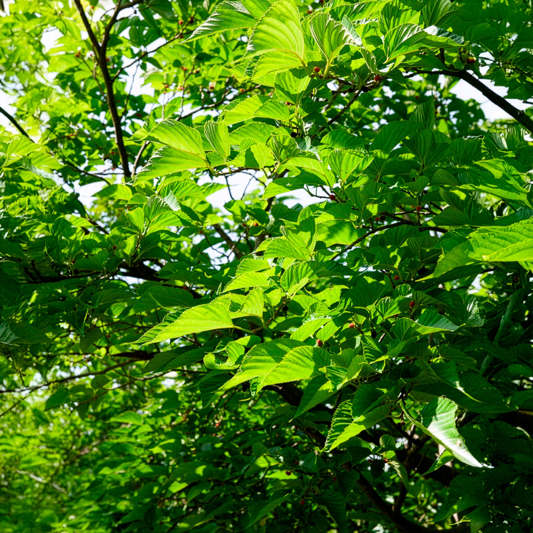 Arbres - Mûrier noir - Morus nigra