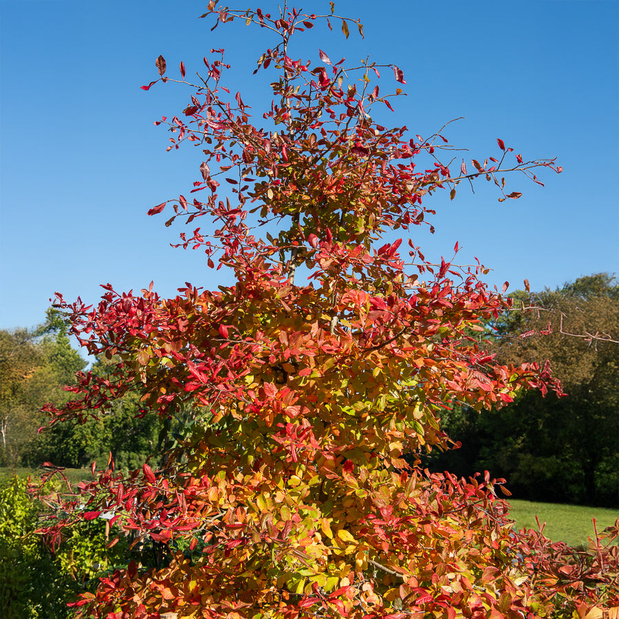 Vente Tupélo noir - Nyssa sylvatica