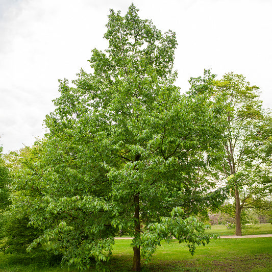 Ostrya carpinifolia - Charme houblon - Charme