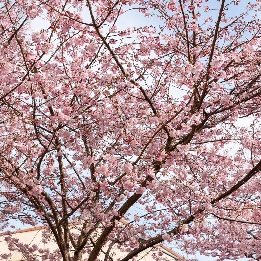 Prunus Accolade - Cerisier à fleurs du Japon Accolade - Cerisiers du Japon
