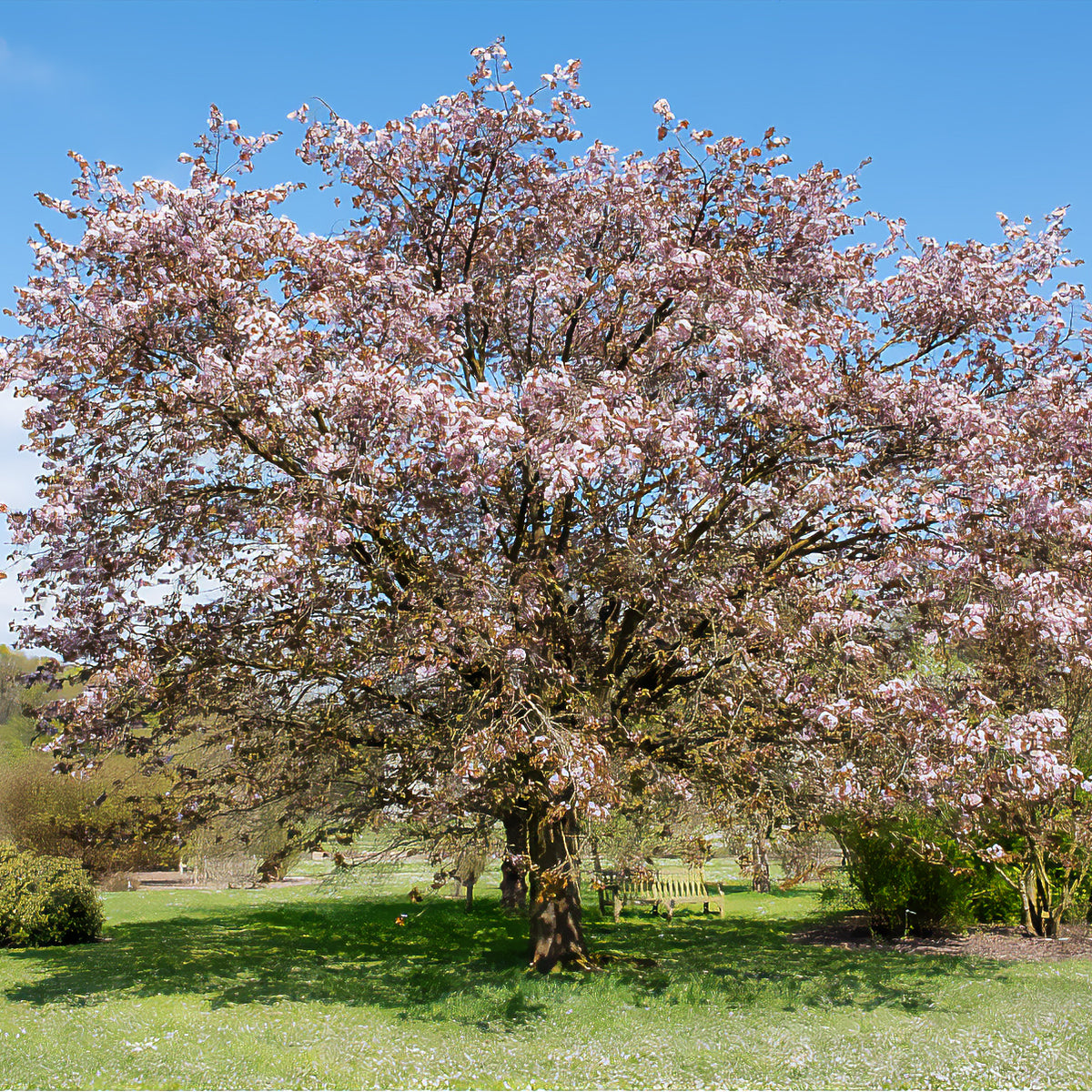 Prunus sargentii - Cerisier de Sargent - Cerisiers du Japon