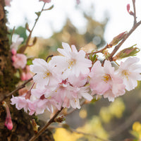 Cerisier à fleurs du Japon Autumnalis Rosea - Prunus subhirtella Autumnalis Rosea - Bakker