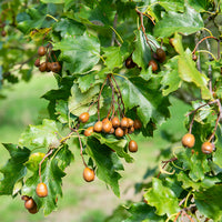 Sorbier torminal - Alisier torminal - Sorbus torminalis - Bakker