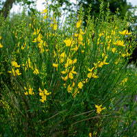 Genêt d'Espagne - Bakker