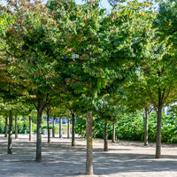 Zelkova serrata - Orme de Sibérie - Zelkova serrata - Arbres