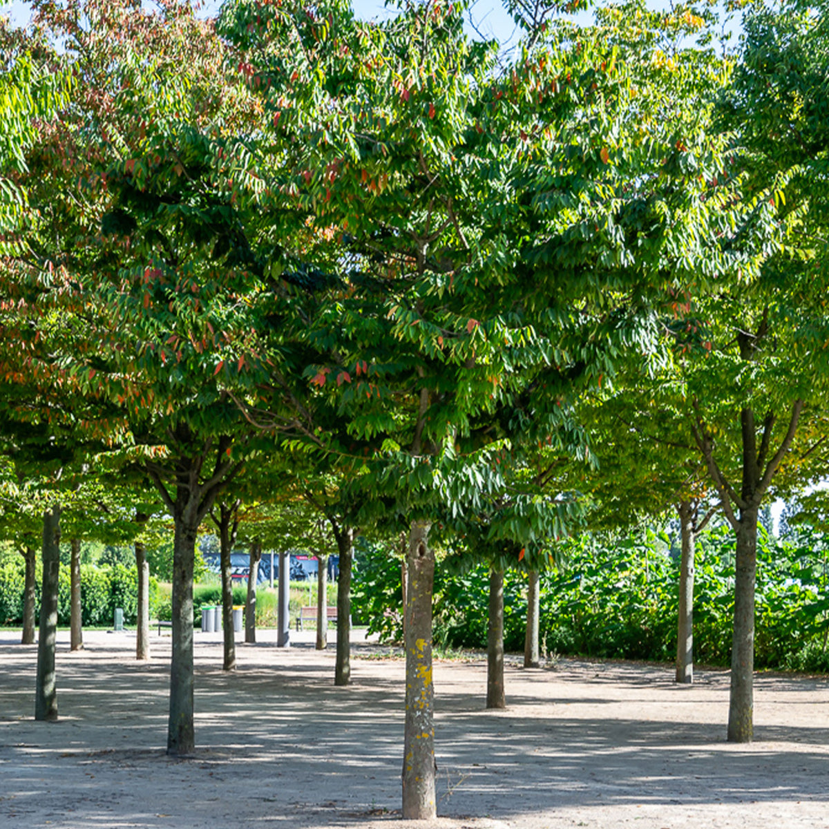 Zelkova serrata - Orme de Sibérie - Zelkova serrata - Arbres