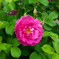 Rosier rugueux Wild Eric - Rosa Wild Edric - Bakker