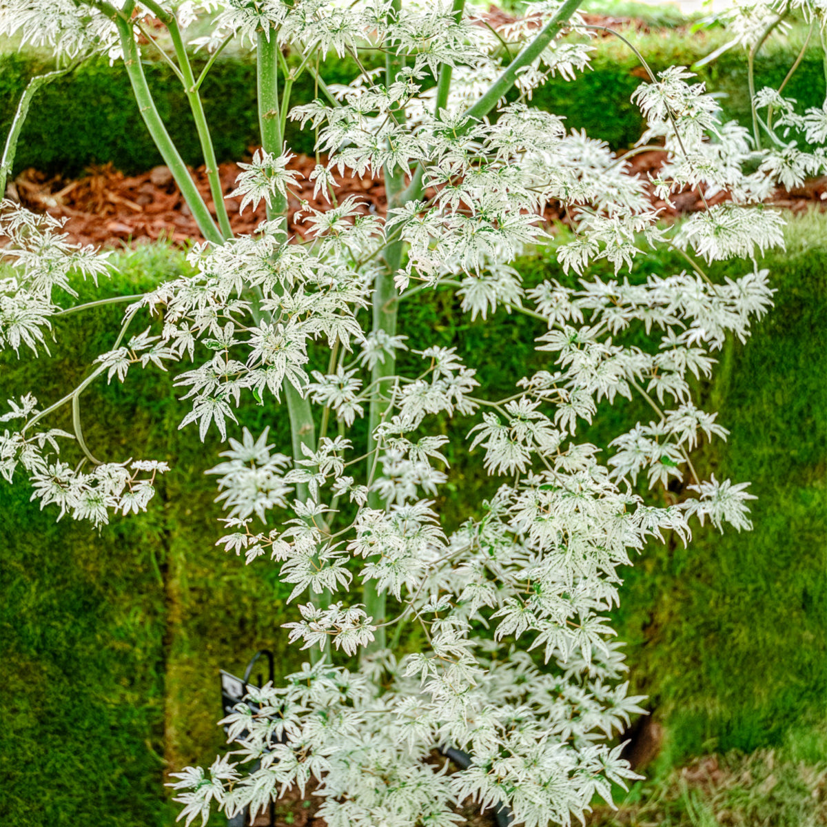 Acer palmatum 'Ukigumo' - Erable du japon ukigumo - Érable du Japon