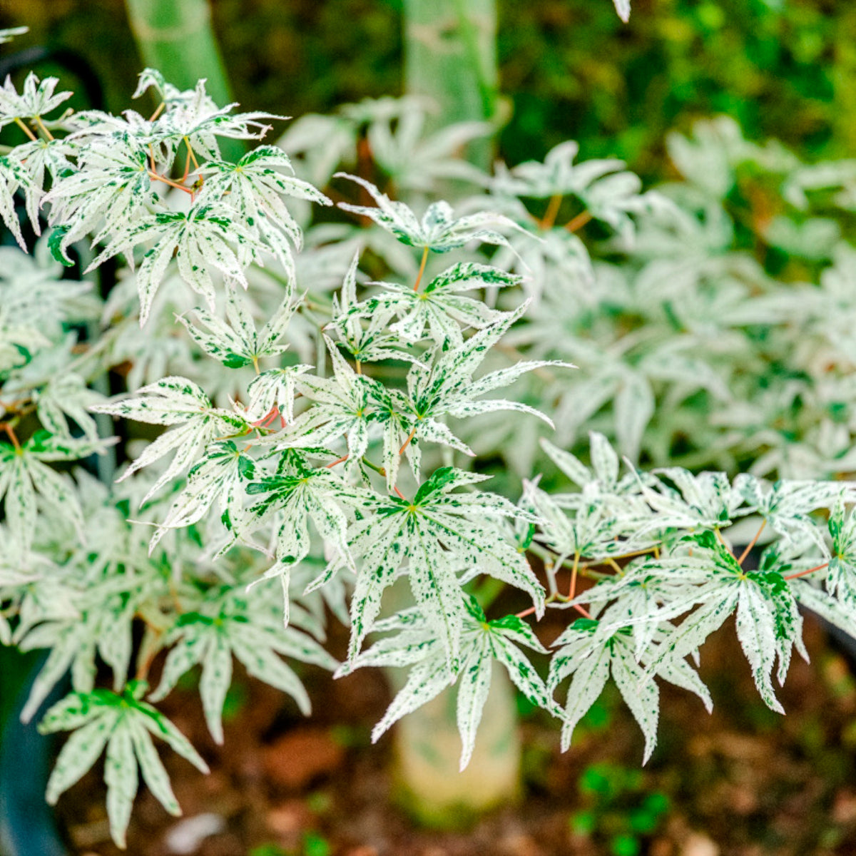 Erable du japon ukigumo - Acer palmatum 'Ukigumo' - Bakker