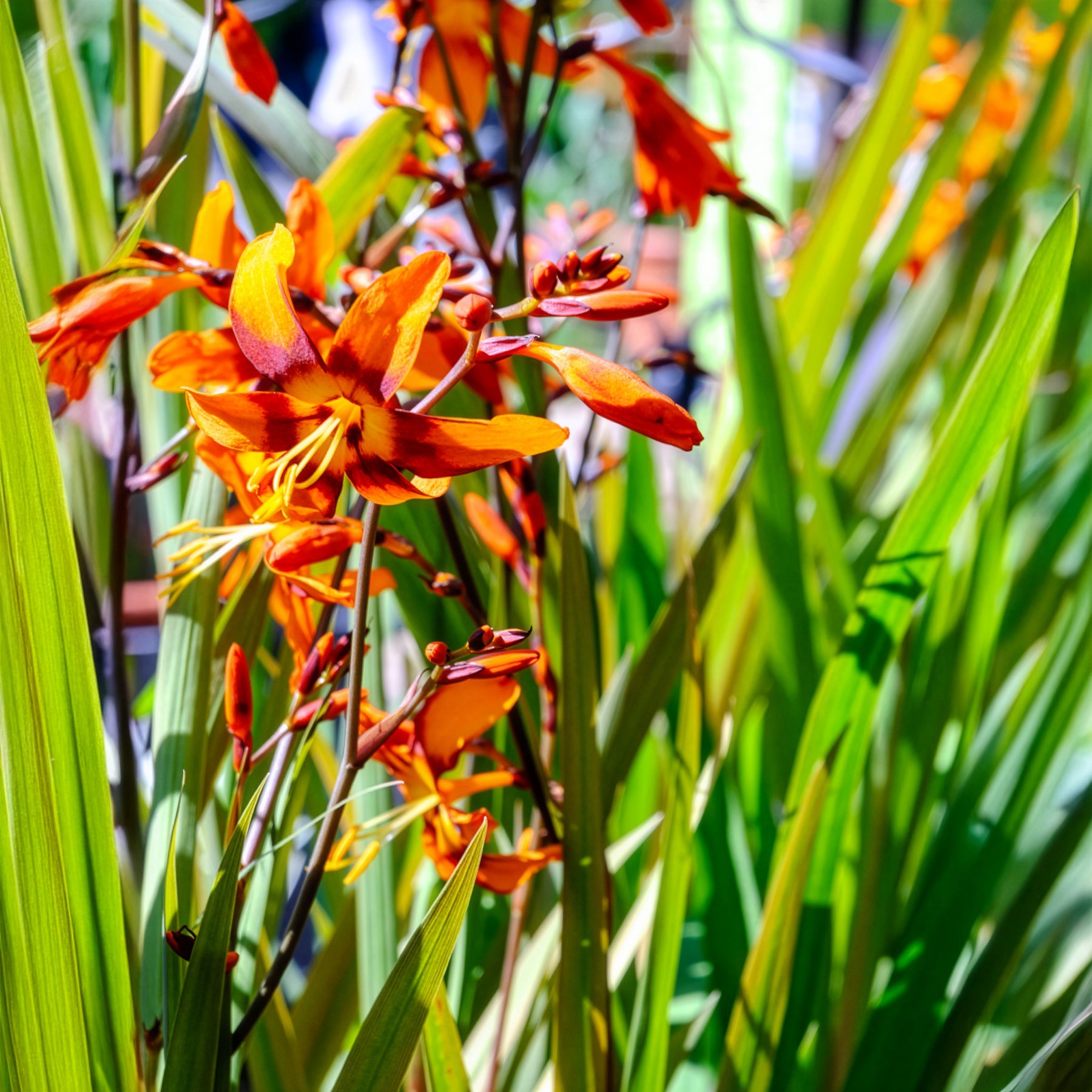 Vente 15 Crocosmias bicolores - Crocosmia emily mckenzie