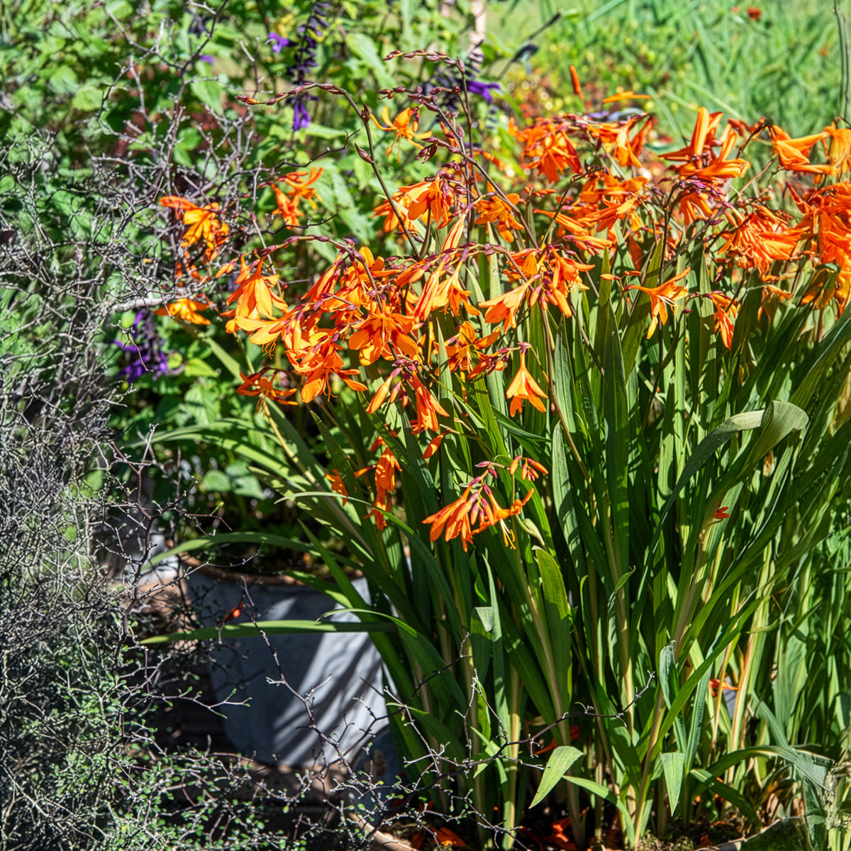 Crocosmia Emily Mckenzie - Crocosmias Emily Mckenzie - Crocosmia