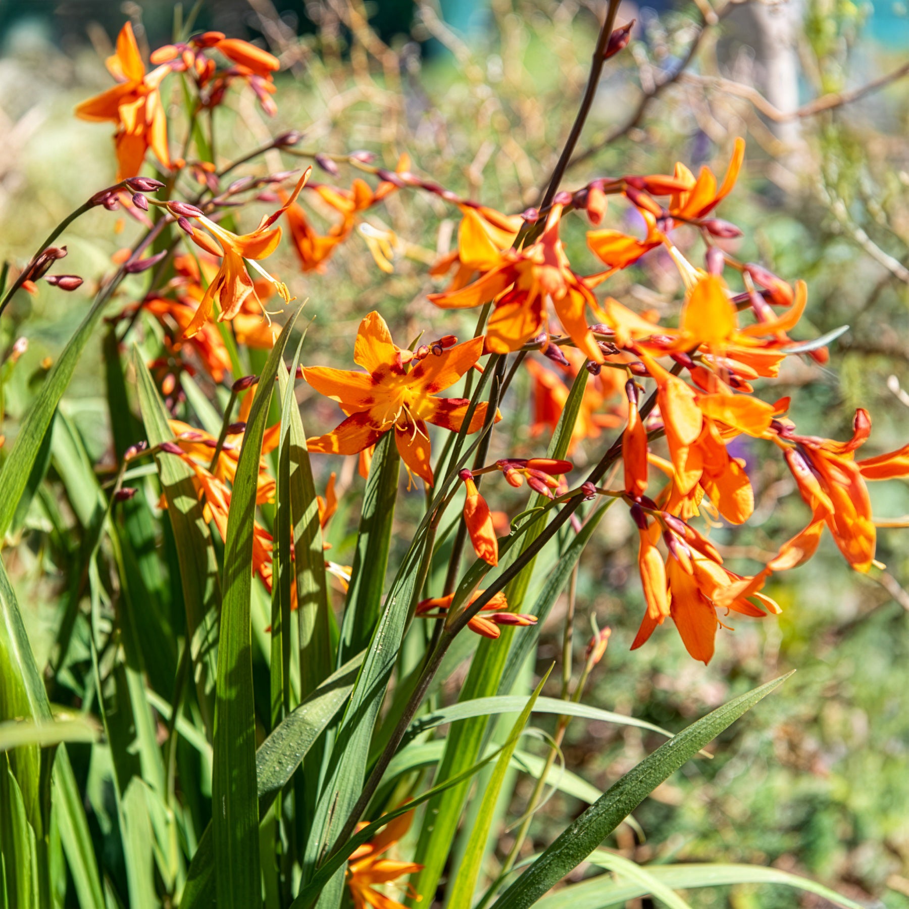 15 Crocosmias bicolores - Crocosmia emily mckenzie - Bakker
