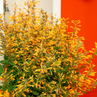 Agastache Kudos Mandarin - Agastache Kudos Mandarin - Bakker