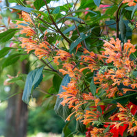 Agastache Kudos Mandarin - Bakker