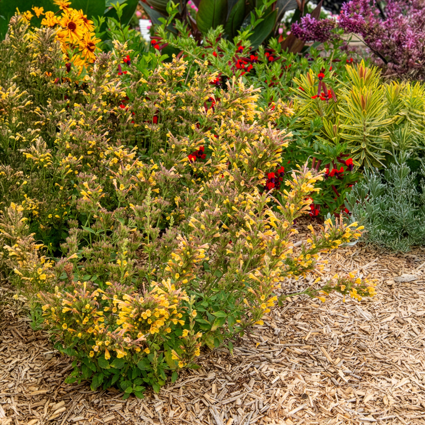 Agastache Kudos Yellow - Bakker