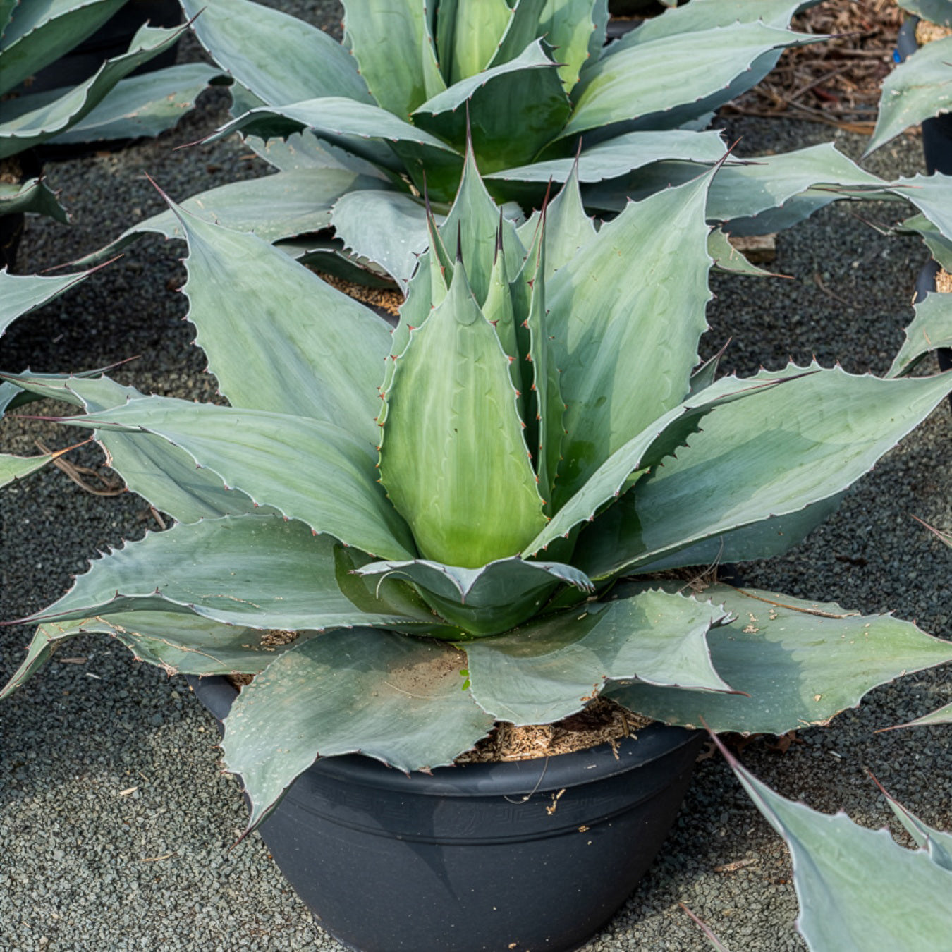 Agave ovatifolia - Agave à feuilles ovales
