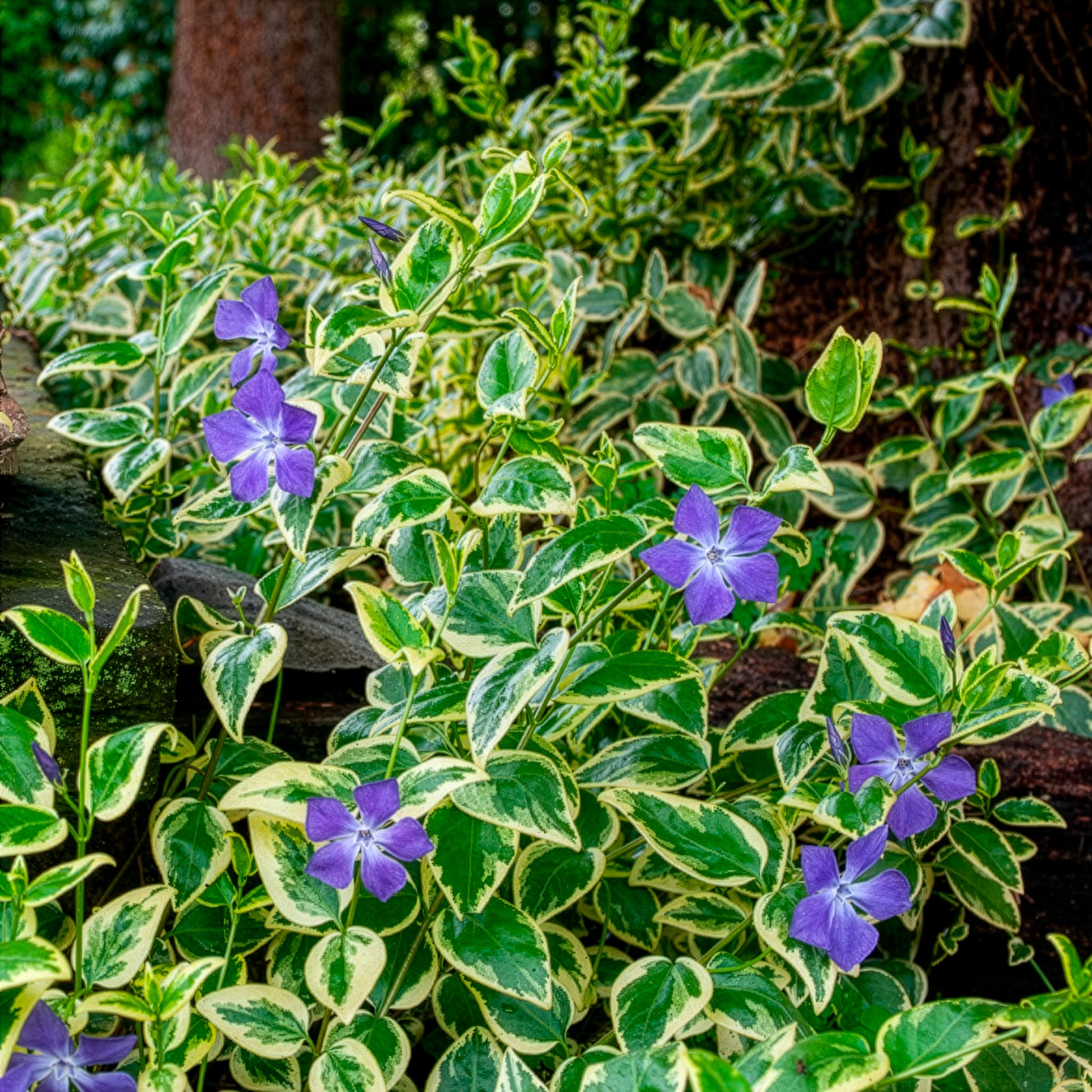 Grande pervenche panachée - Vinca major Variegata - Bakker