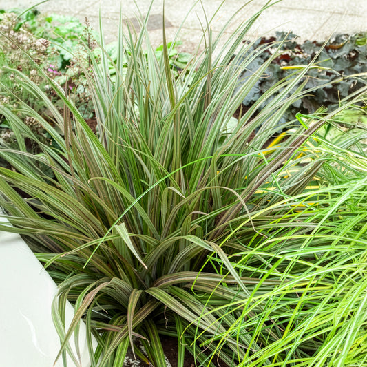 Astélie Westland - Bakker