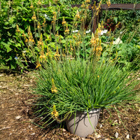 Bulbine frutescens Médicus ® - Bulbine Médicus ® - Vivaces fleuries