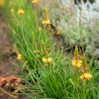 Bulbine Médicus ® - Bulbine frutescens Médicus ® - Bakker