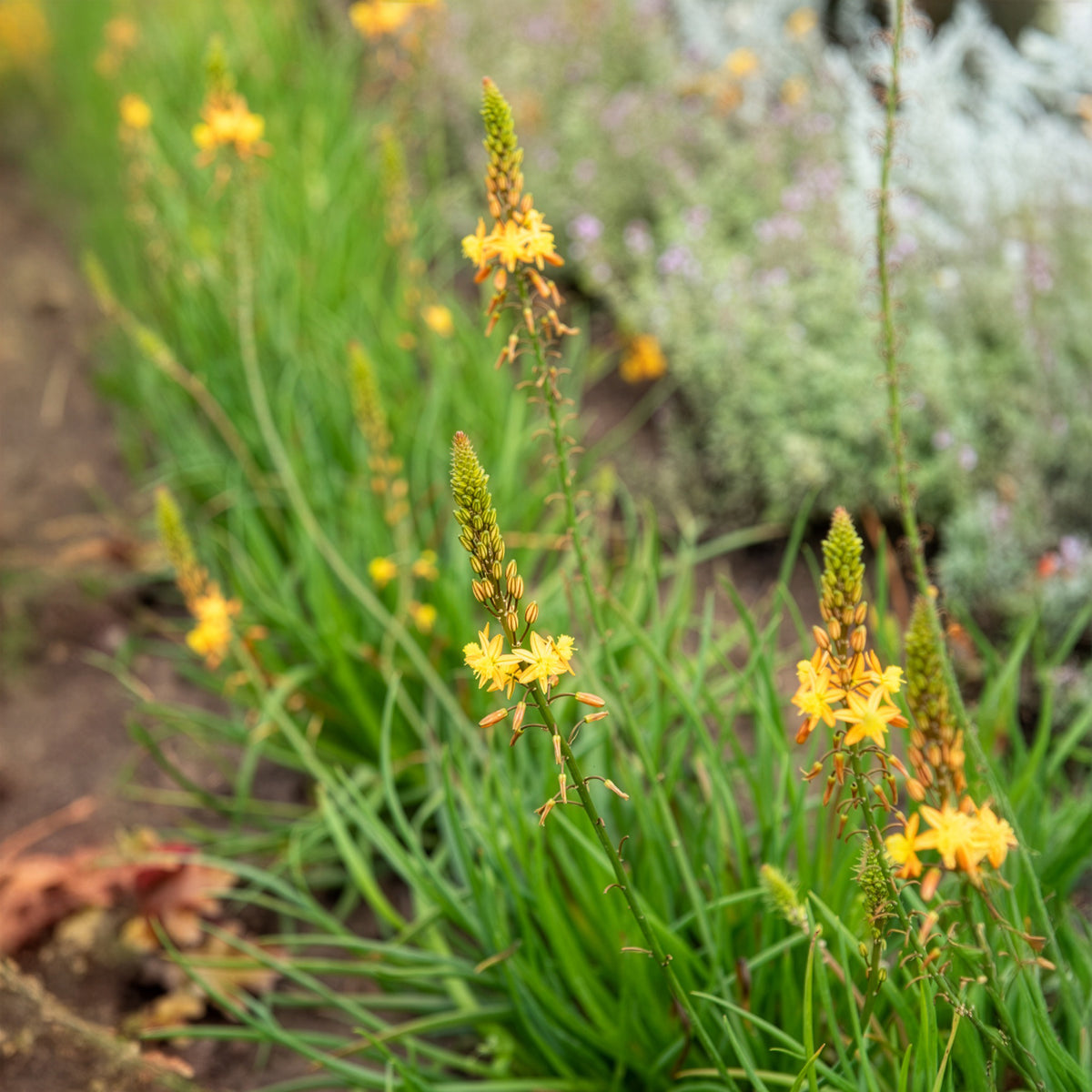 Bulbine Médicus ® - Bulbine frutescens Médicus ® - Bakker