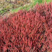 Bruyère d'été Winter Chocolate - Calluna vulgaris Winter Chocolate - Bakker