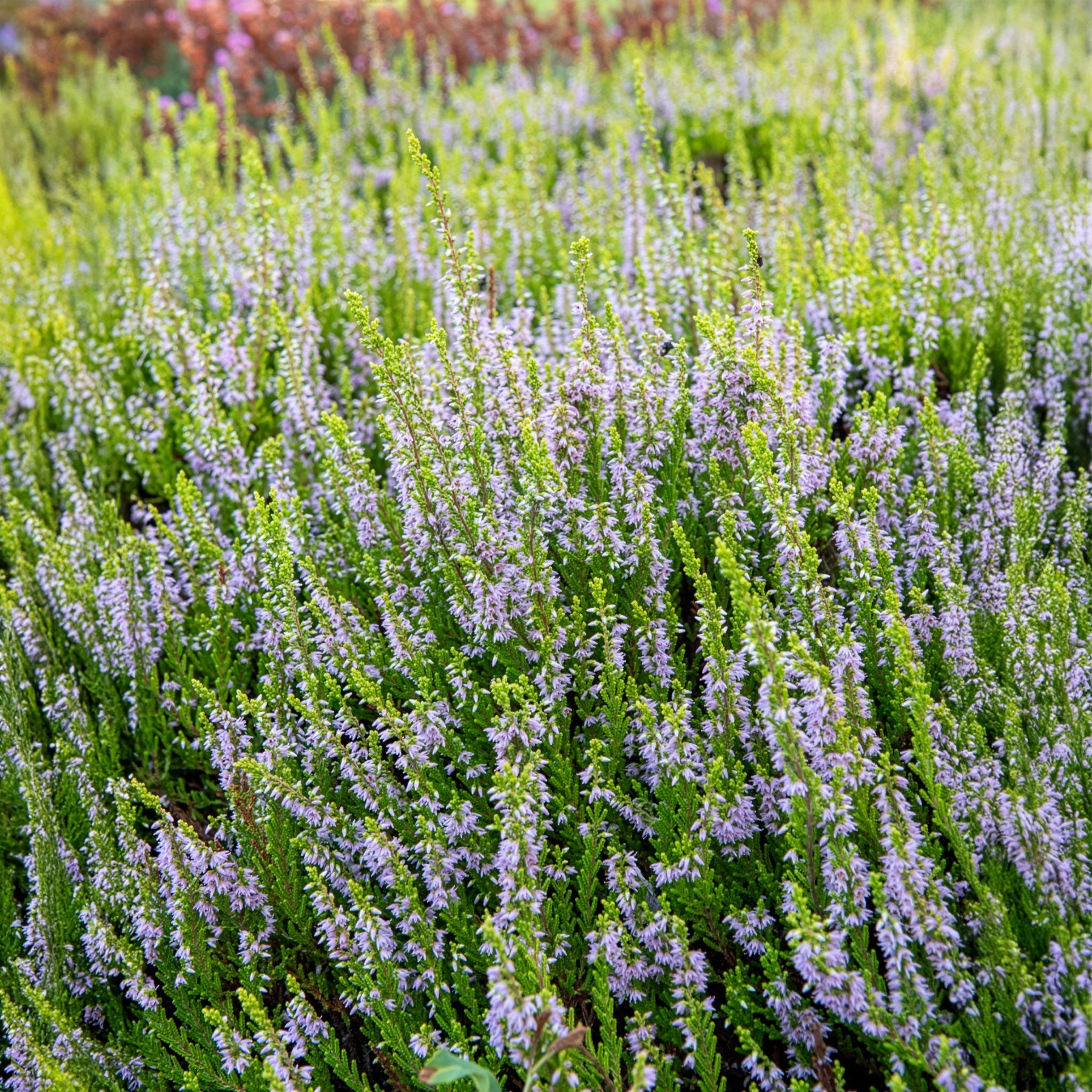 Bruyère d'été - Bruyère d'été Winter Chocolate - Calluna vulgaris Winter Chocolate