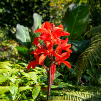 Canna Tropicanna - Bakker