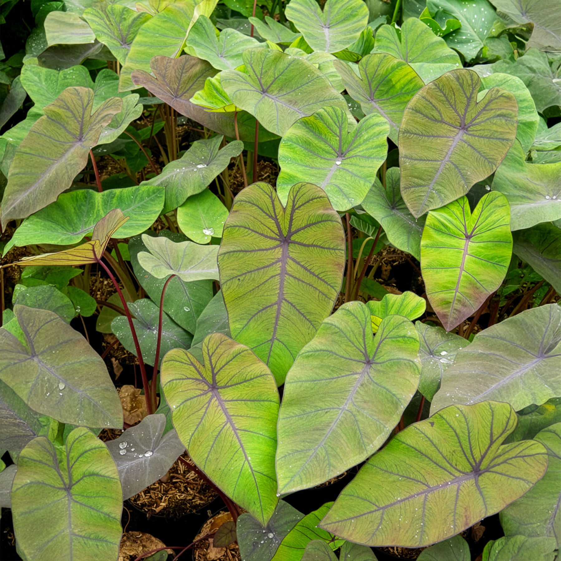 Colocasia esculenta Madeira - Colocasia Madeira - Oreille d'éléphant - Plantes de berge