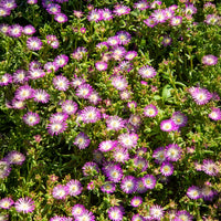 Delosperma Wheels of Wonder® Violet - Delosperma Wheels of Wonder® Violet - 